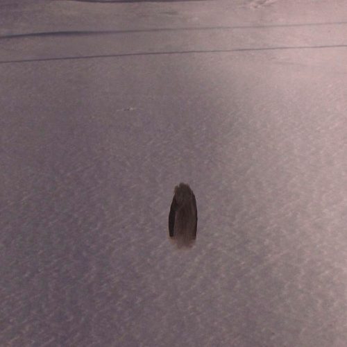 Awaiting Your Arrival - Snow #2