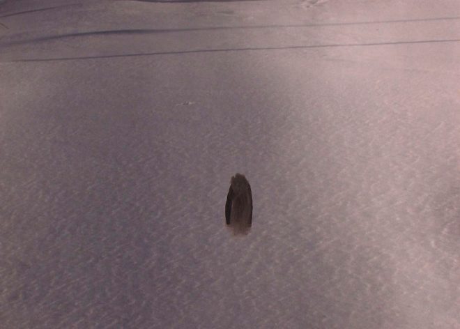 Awaiting Your Arrival - Snow #2